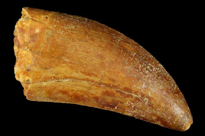 Serrated, Carcharodontosaurus Tooth - Real Dinosaur Tooth #176732